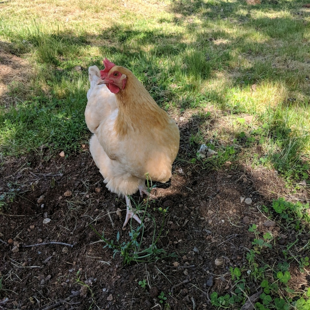 Meet your Posher, Lyndi